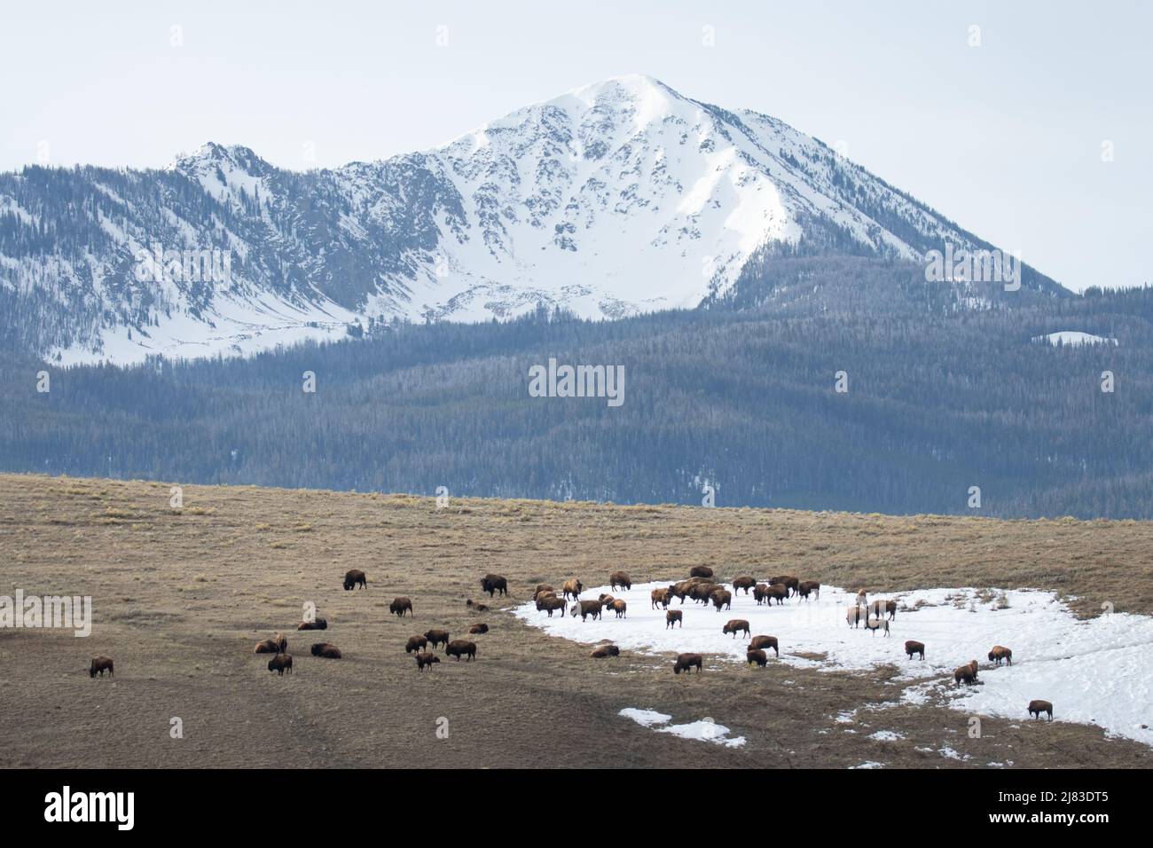 Au printemps, le bison des plaines se fourragère sous la chaîne de montagnes enneigée du gros ventre au refuge national des wapitis de Jackson Hole, dans le Wyoming. Banque D'Images