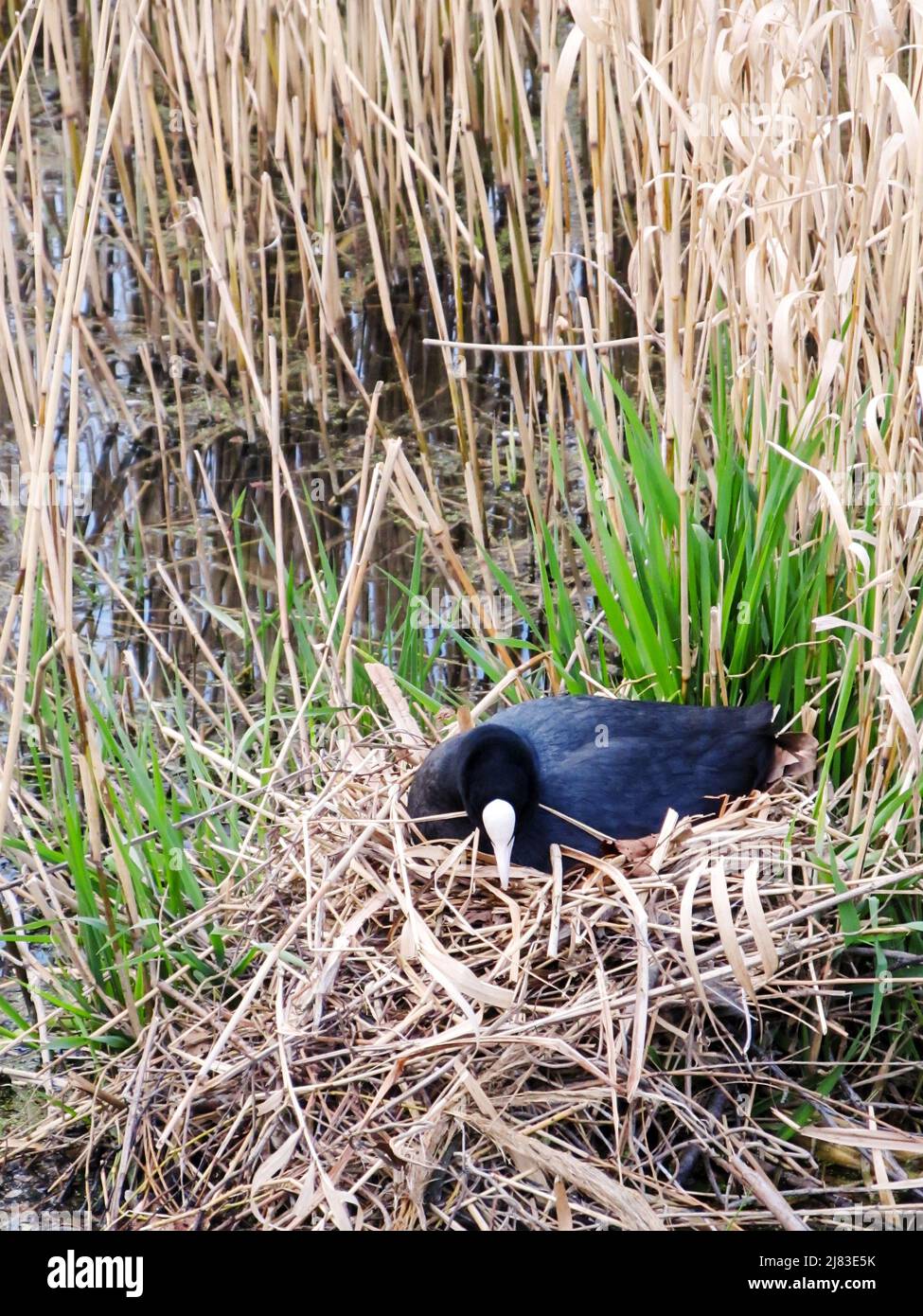 Un coot eurasien, Fulica atra, s'occupe de la nidification dans une banque de roseaux sur les rives d'un lac dans le sud de l'Angleterre Banque D'Images