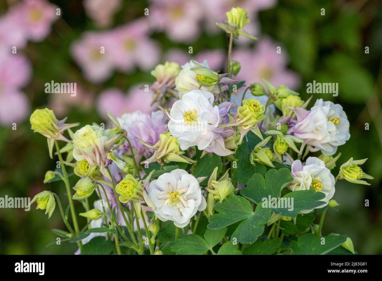 fleur de columbine en blanc et violet dans le jardin de printemps macro Banque D'Images