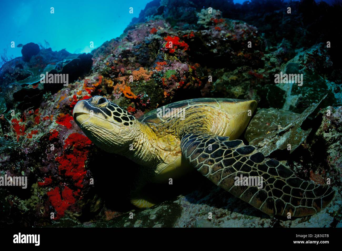Gruene Meeresschildkroete (Chelonia mydas) rastet im Korallenriff, Sipadan, Sabah, Malaisie Banque D'Images