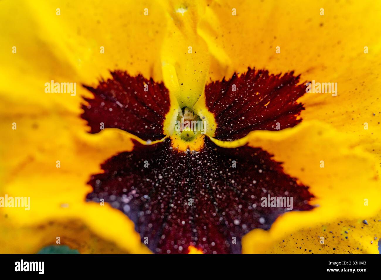 Violet de Vitrocca gros plan. Gros plan d'une fleur de jardin. Banque D'Images