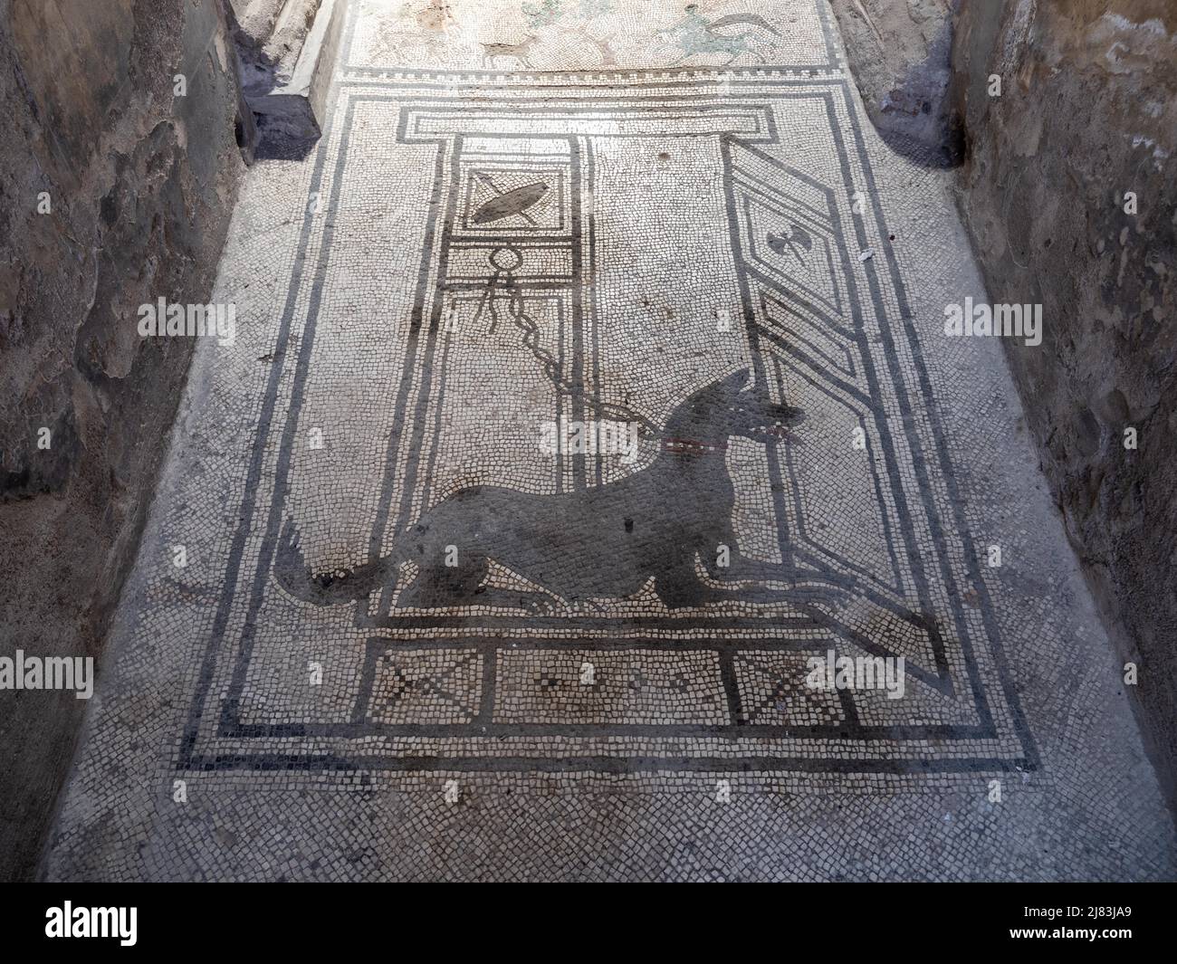 Mosaïque de sol, chien sur votre chaîne, Pompéi, Campanie, Italie Banque D'Images