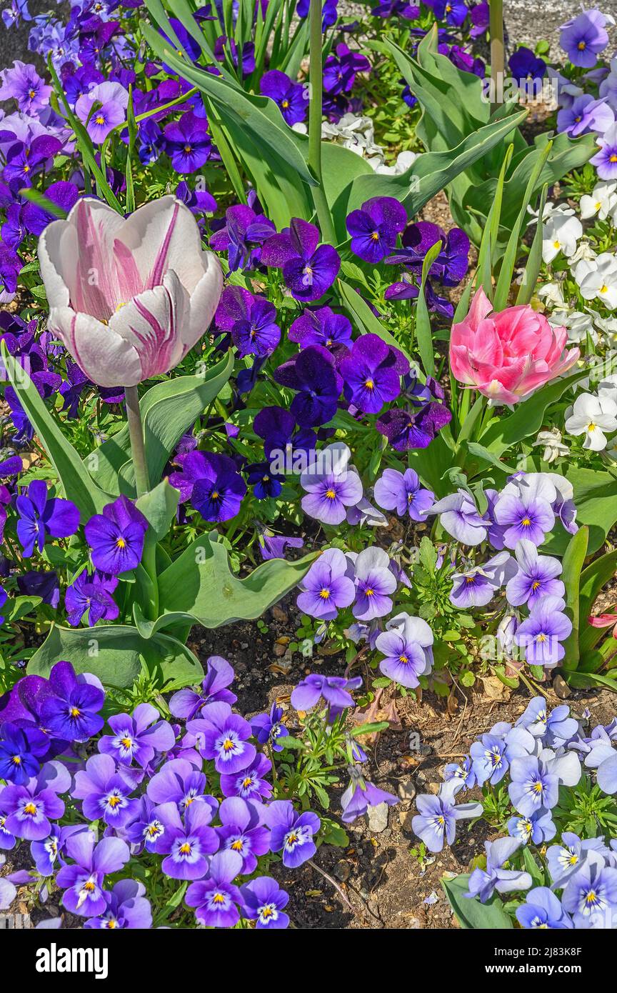 Tulipes (Tulipa) et pansies, genre de violons (plante) (Viola), Kemten, Allgaeu, Bavière, Allemagne Banque D'Images