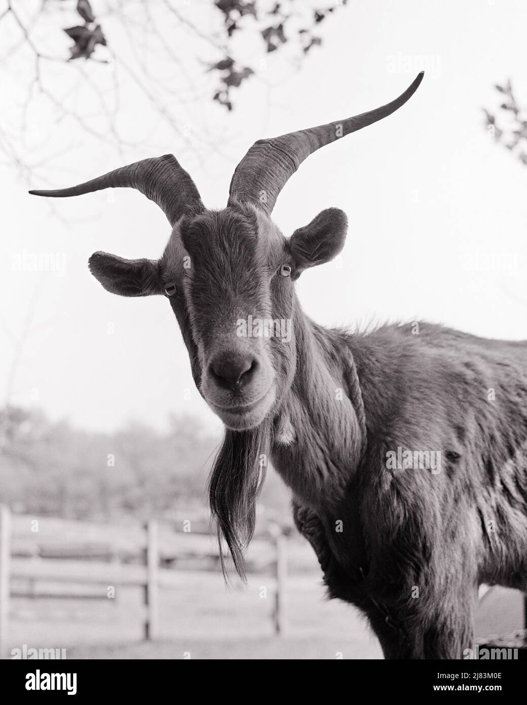1970S CHÈVRE DOMESTIQUE BARBU HIRCUS DE CAPRA AVEC DES CORNES REGARDANT LA CAMÉRA - G7307 HAR001 HARS VIEUX MODE Banque D'Images