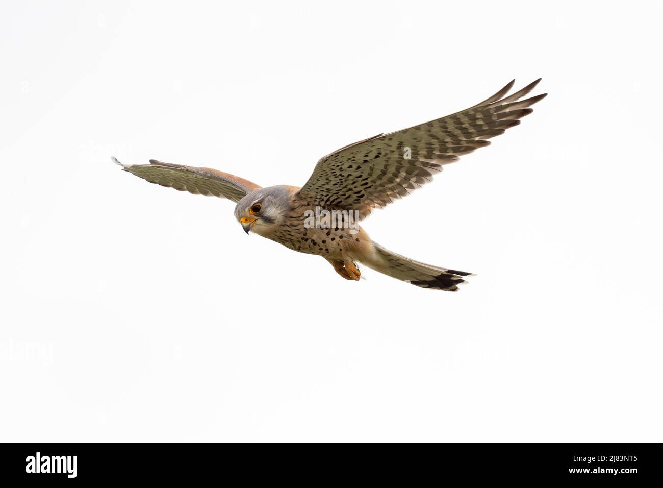 Kestrel commun (Falco tinnunculus), mâle, espionnage de proies en vol de secouage, Basse-Autriche, Autriche Banque D'Images