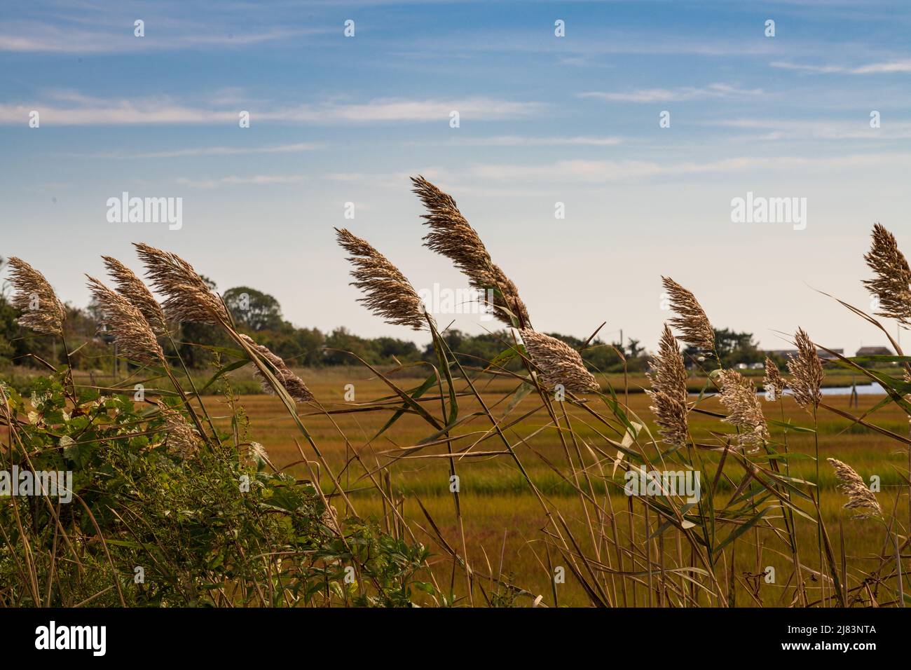 Roseaux communs, phragmites australis dans un marais salé d'automne, Niantic, Connecticut, États-Unis Banque D'Images