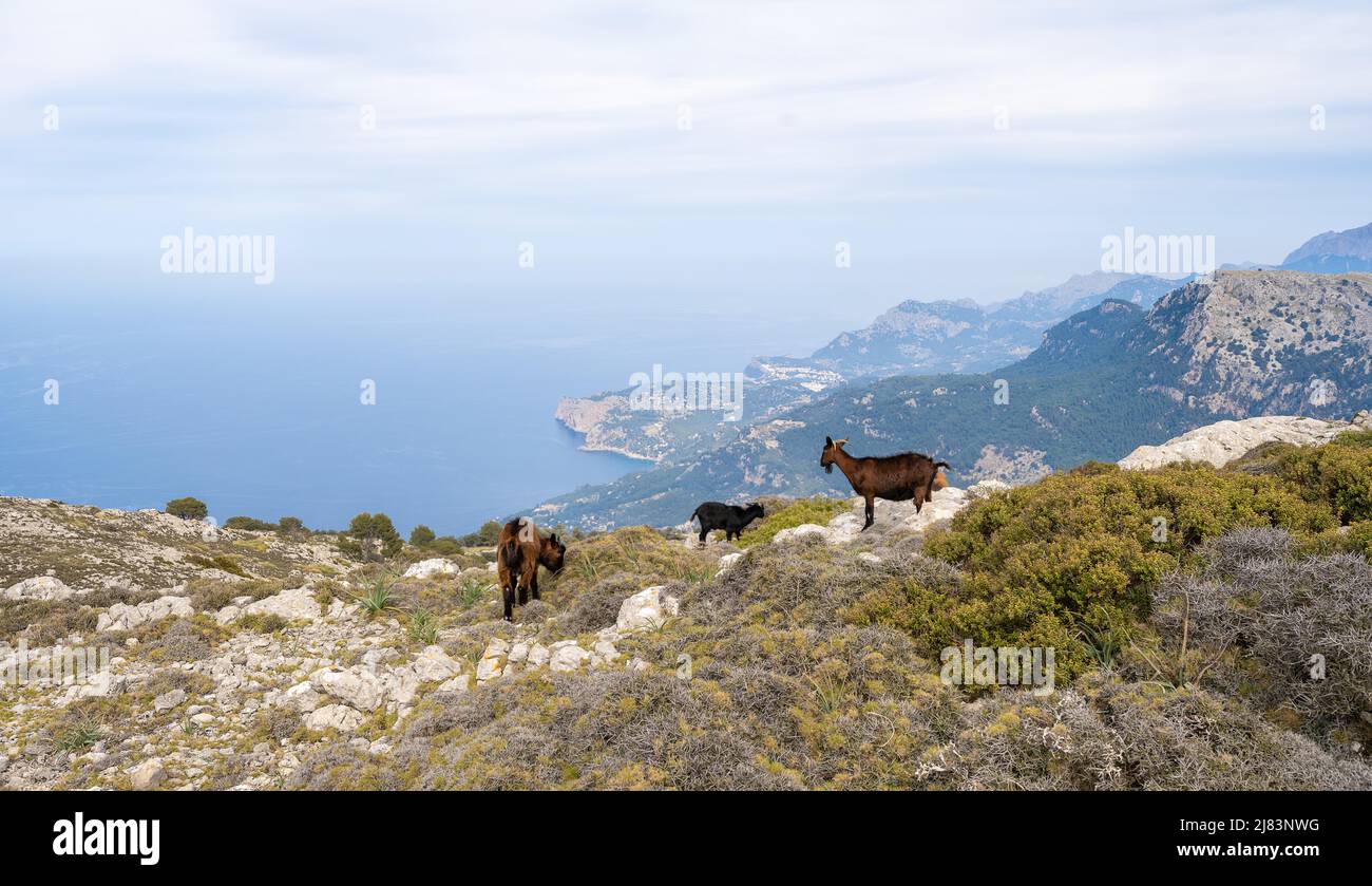 Chèvres sauvages à Cami de s'Arxiduc (GR) (221) avec vue sur Deja, Serra de Tramuntana, Majorque, Iles Baléares, Espagne Banque D'Images