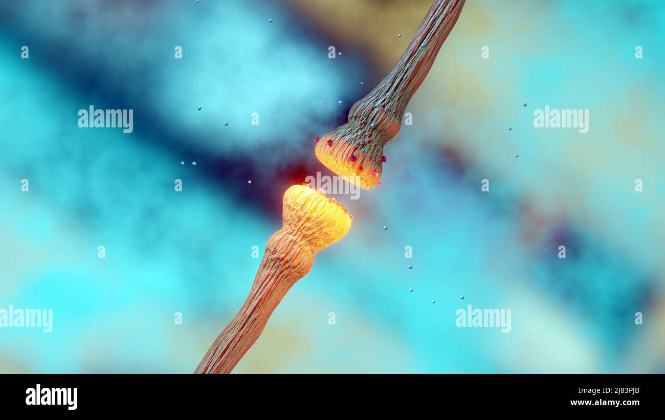 mécanismes de libération des neurotransmetteurs. Les neurotransmetteurs sont conditionnés dans des vésicules synaptiques qui transmettent des signaux d'un neurone à une cellule cible à travers Banque D'Images