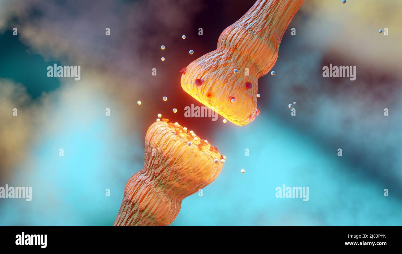 mécanismes de libération des neurotransmetteurs. Les neurotransmetteurs sont conditionnés dans des vésicules synaptiques qui transmettent des signaux d'un neurone à une cellule cible à travers Banque D'Images