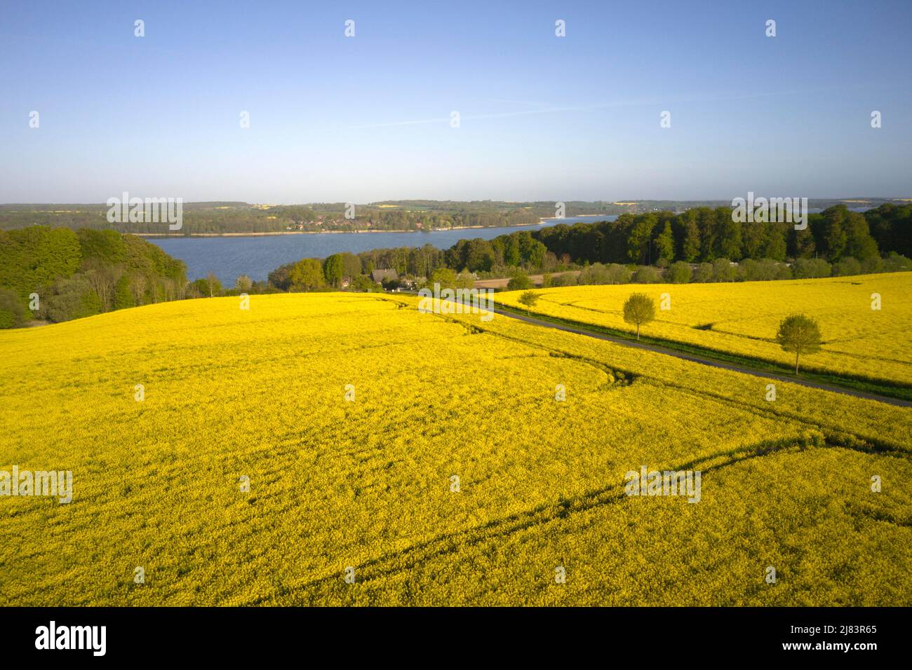 Viol en pleine floraison sur de grands champs près du lac Ratzeburg, Kalkhuette, Roemnitz, Schleswig-Holstein, Allemagne Banque D'Images