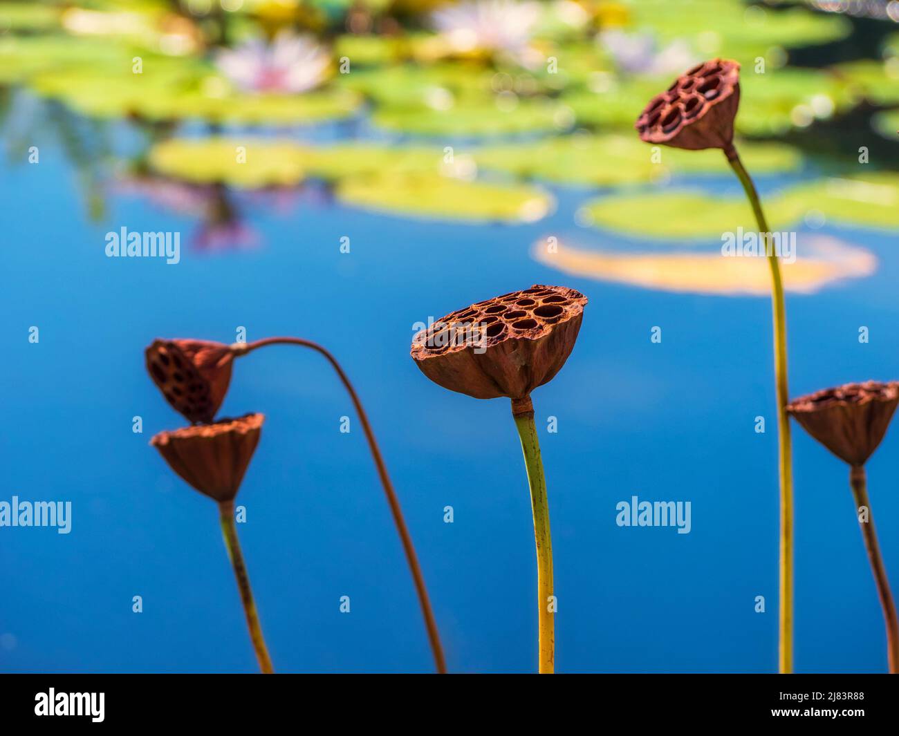 Gousses de lotus séchées gracieuses, Nelumbo nucifera, dans un lilypond. Banque D'Images