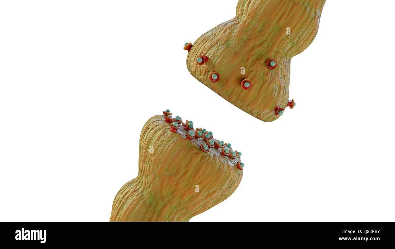 mécanismes de libération des neurotransmetteurs. Les neurotransmetteurs sont conditionnés dans des vésicules synaptiques qui transmettent des signaux d'un neurone à une cellule cible à travers Banque D'Images