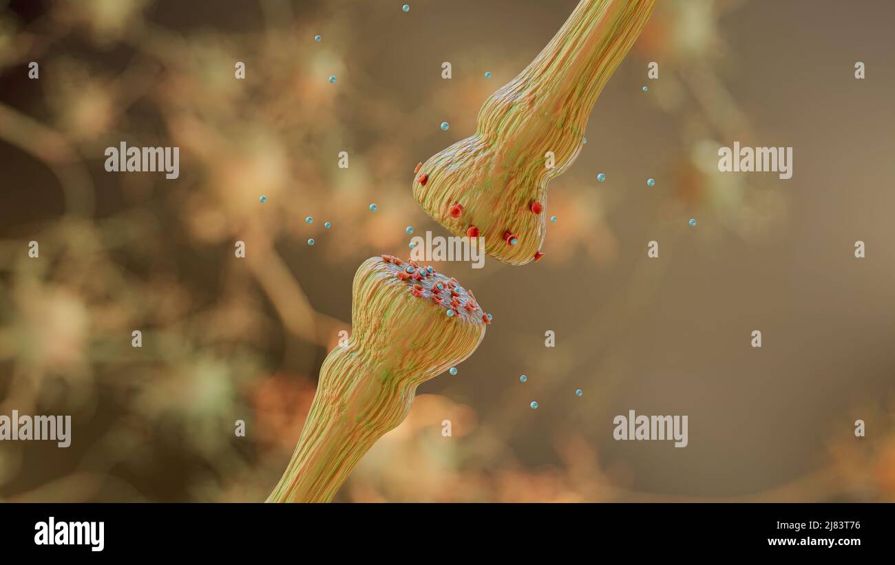 mécanismes de libération des neurotransmetteurs. Les neurotransmetteurs sont conditionnés dans des vésicules synaptiques qui transmettent des signaux d'un neurone à une cellule cible à travers Banque D'Images