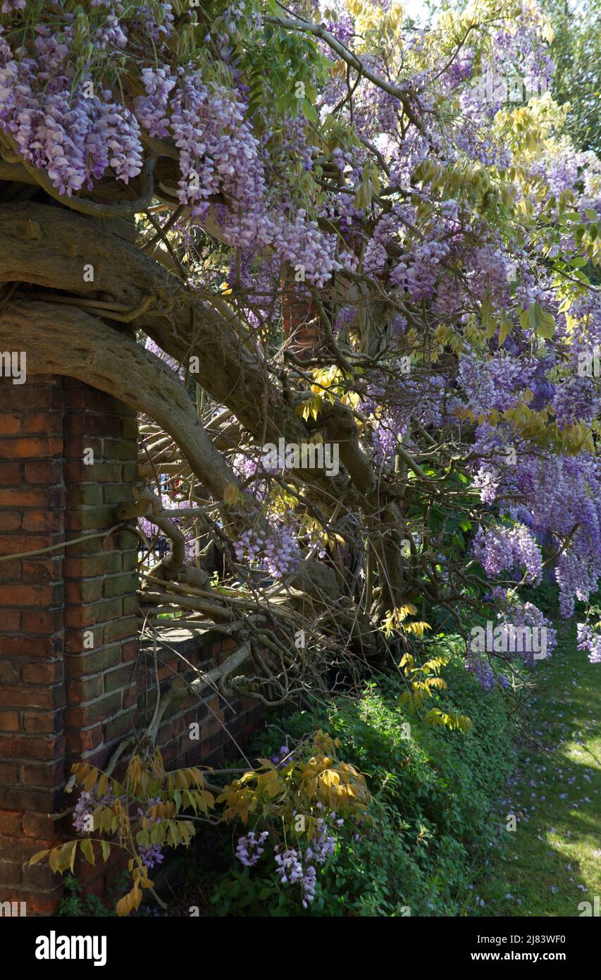 Vieille plante de vigne de wisteria avec des fleurs de lilas en fleur Banque D'Images