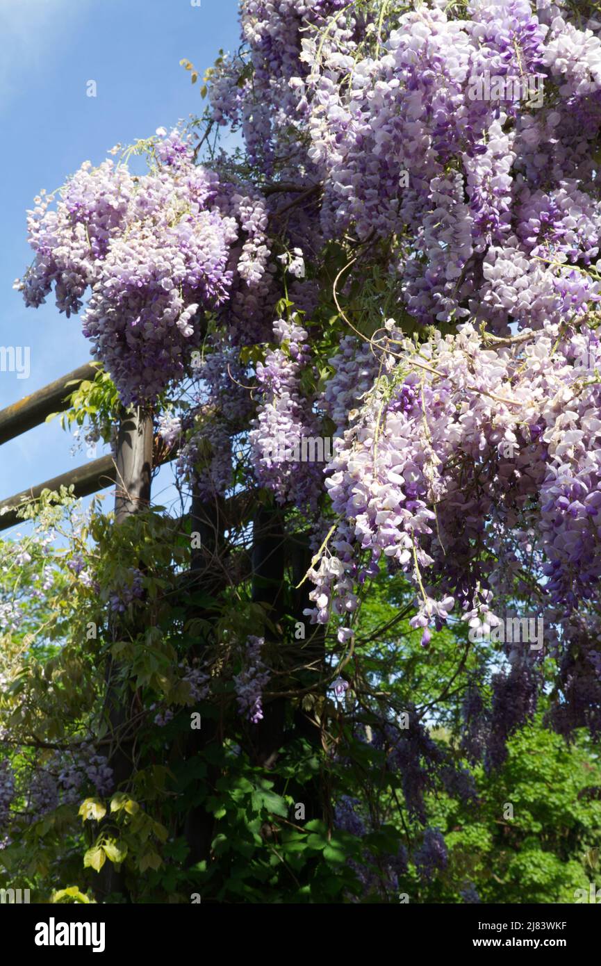 Plante de vigne de wisteria avec fleurs de lilas en fleur Banque D'Images