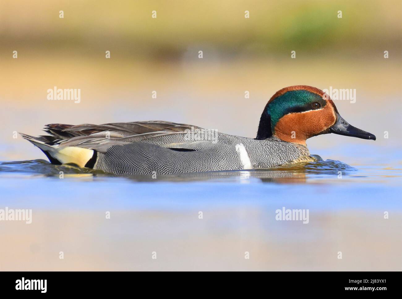 Un sarcelle ailé vert dans le plumage de reproduction au printemps au Seedskadee National Wildlife Refugee, dans le comté de Sweetwater, Wyoming. Banque D'Images