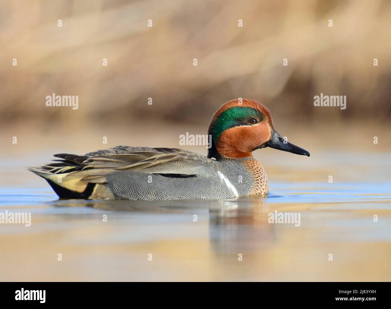 Un sarcelle ailé vert dans le plumage de reproduction au printemps au Seedskadee National Wildlife Refugee, dans le comté de Sweetwater, Wyoming. Banque D'Images