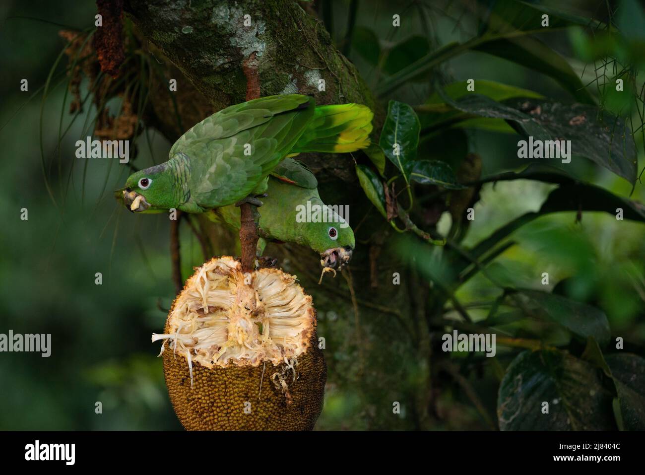 Une paire de perroquets de Mealy (Amazona farinosa) se nourrissant d'un Jackfruit dans la forêt tropicale de l'Atlantique du Brésil du Sud-est Banque D'Images