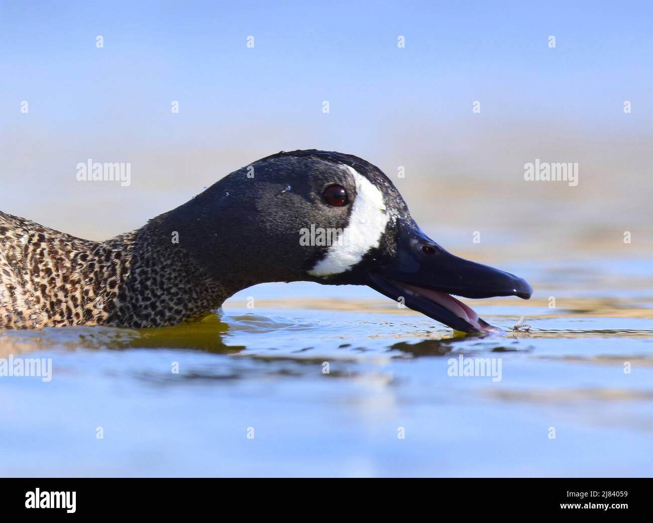 Un bleu ailé de sarcelle pour la nourriture pendant le printemps au Seedskadee National Wildlife Refugee dans le comté de Sweetwater, Wyoming. Banque D'Images