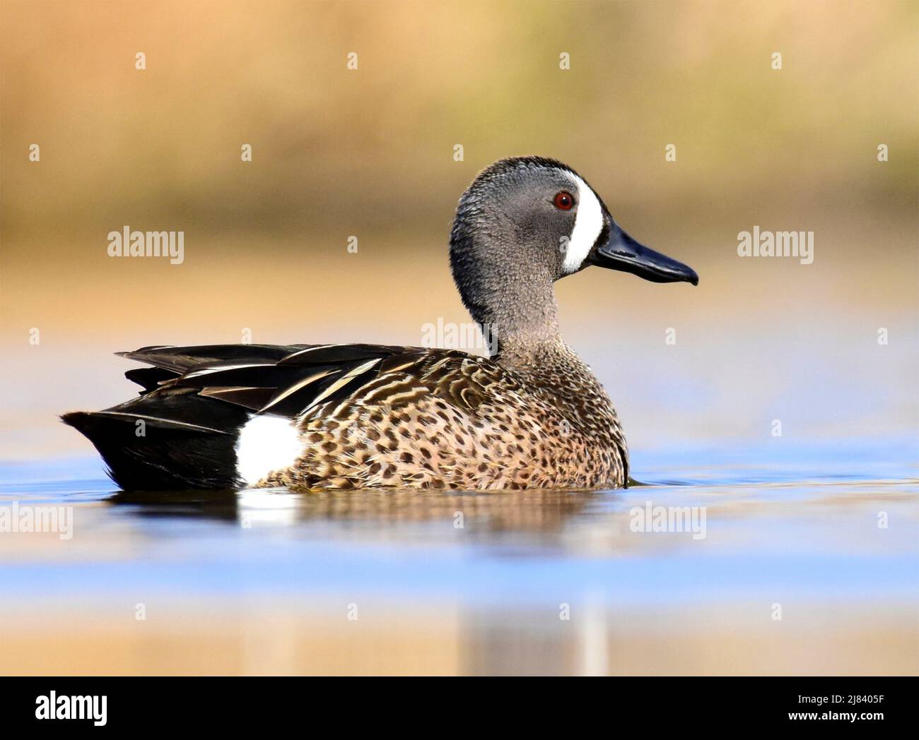 Un bleu drake a ailé le sarcelle dans le plumage de reproduction au printemps au Seedskadee National Wildlife Refugee, dans le comté de Sweetwater, Wyoming. Banque D'Images