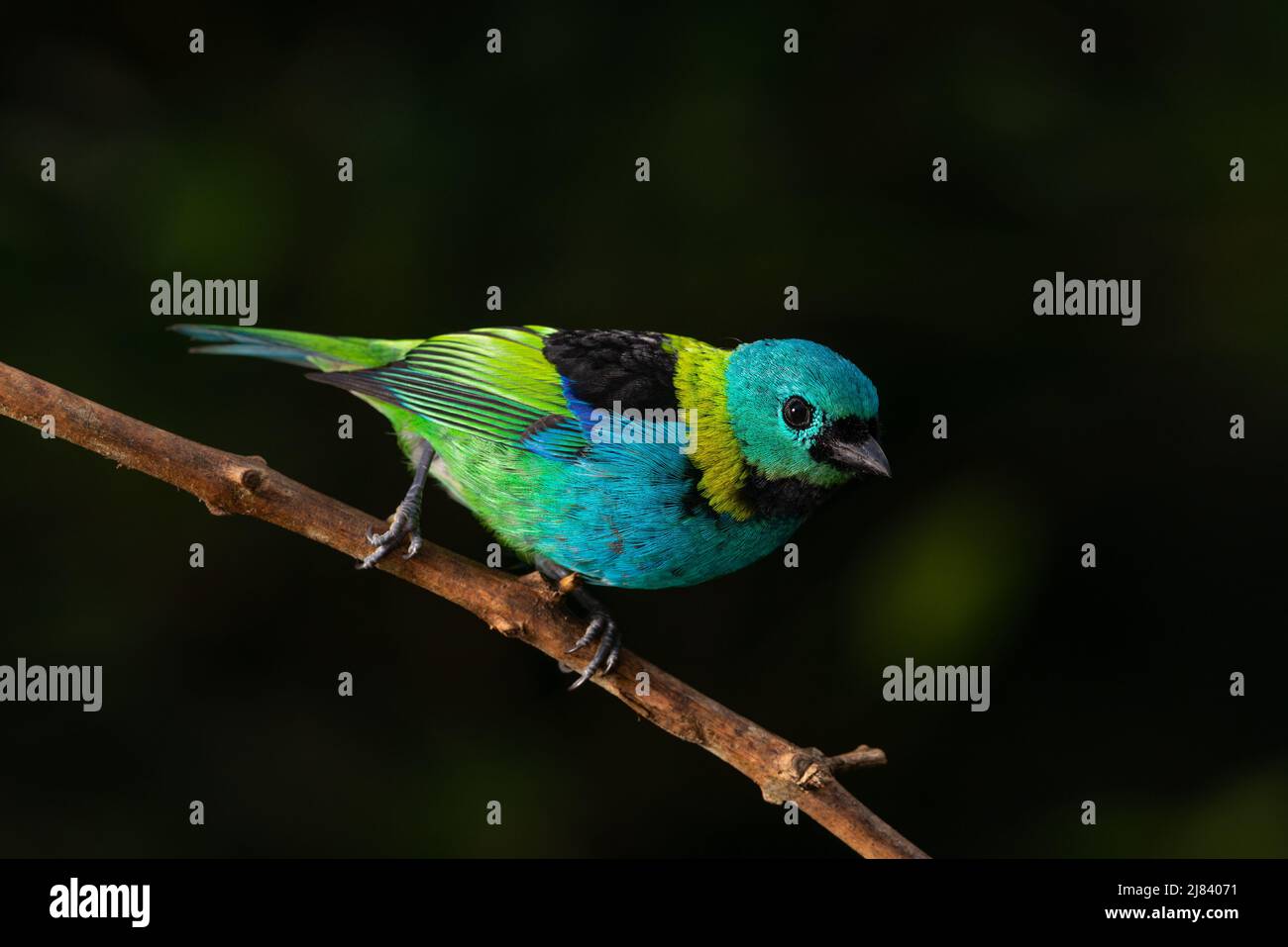 Un Tanager à tête verte (Tangara seledon) de la forêt tropicale de l'Atlantique au Brésil du Sud-est Banque D'Images