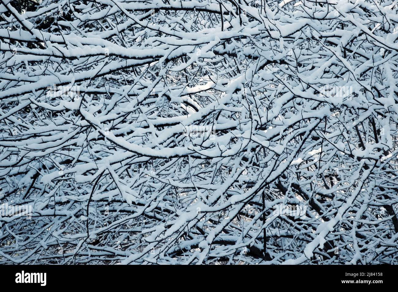 arrière-plan hivernal d'arbustes enneigés épais Banque D'Images