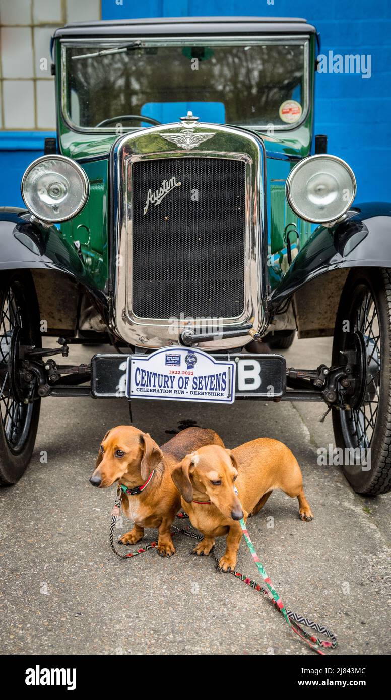 Les membres du club automobile d'Austin avant la guerre 7 et leur animal de compagnie dachshunds participant à la tournée « Century of Sevens Celebration » autour des Dales du Derbyshire. Banque D'Images