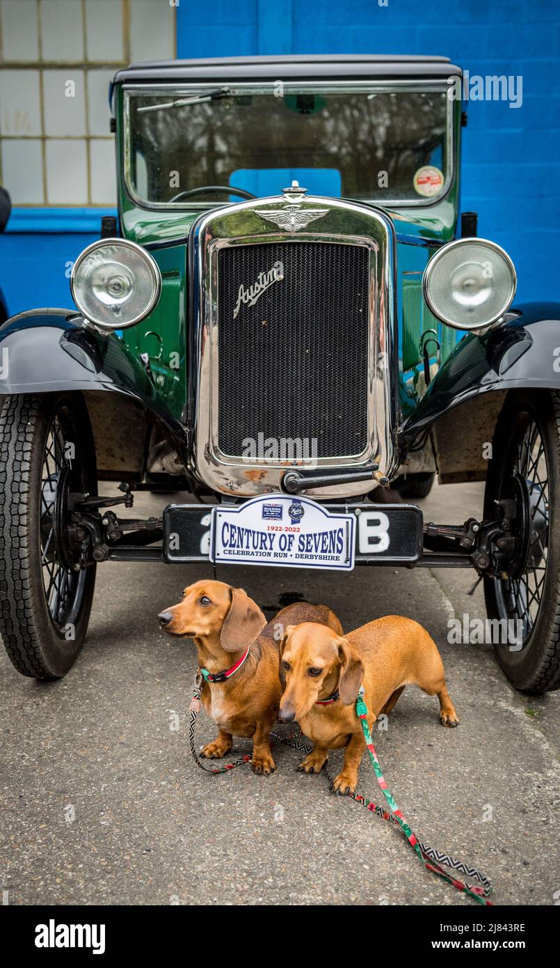 Les membres du club automobile d'Austin avant la guerre 7 et leur animal de compagnie dachshunds participant à la tournée « Century of Sevens Celebration » autour des Dales du Derbyshire. Banque D'Images