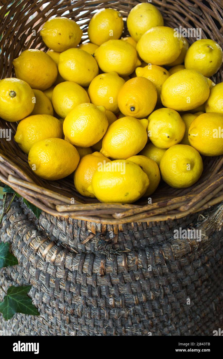 Panier en osier vintage rempli de citrons mûrs. Banque D'Images