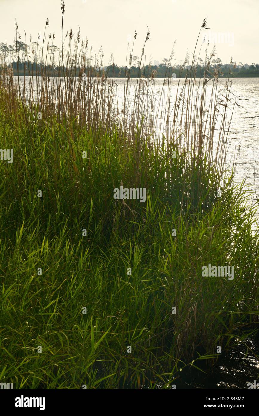 Herbes naturelles au bord de l'eau, le long du lac Shelby dans le parc d'État du Golfe, le long de la communauté côtière de Gulf Shores, Alabama, États-Unis Banque D'Images