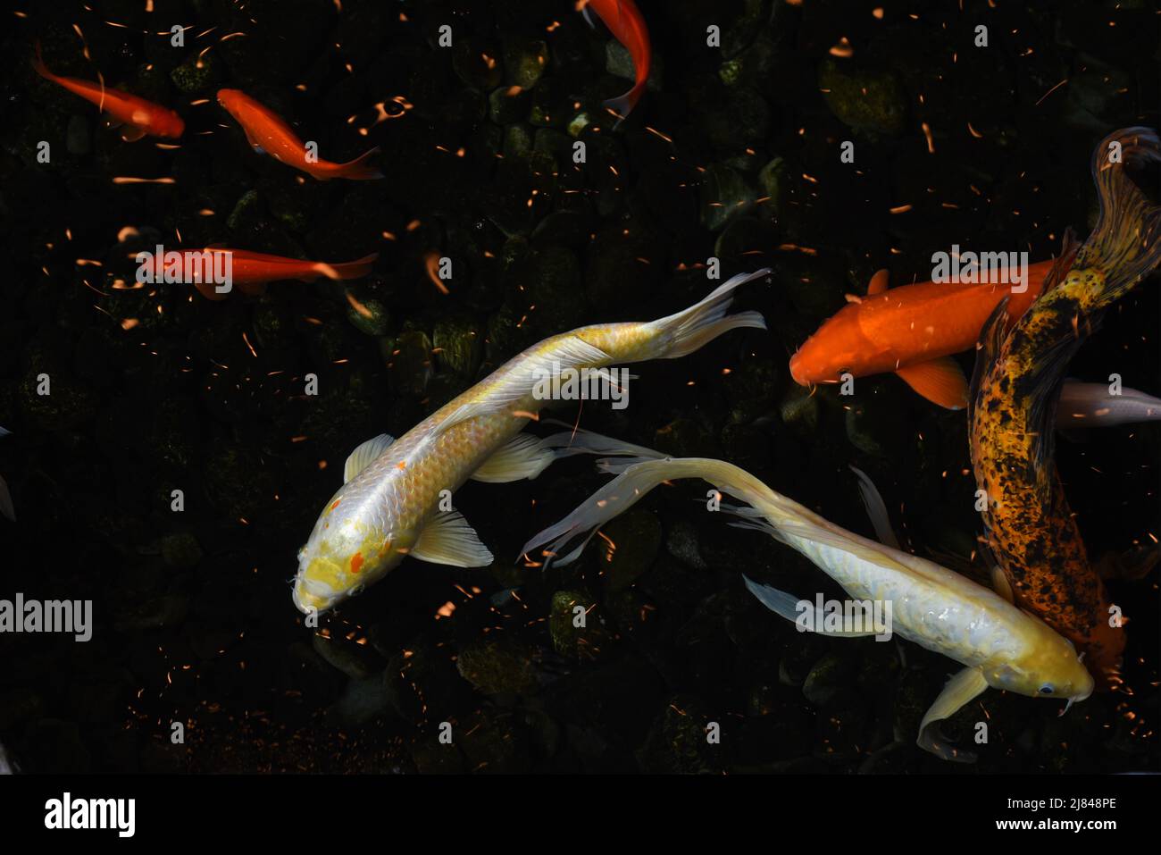 Carpe de koï orange et blanc ornementale nagez dans un étang intérieur. Banque D'Images