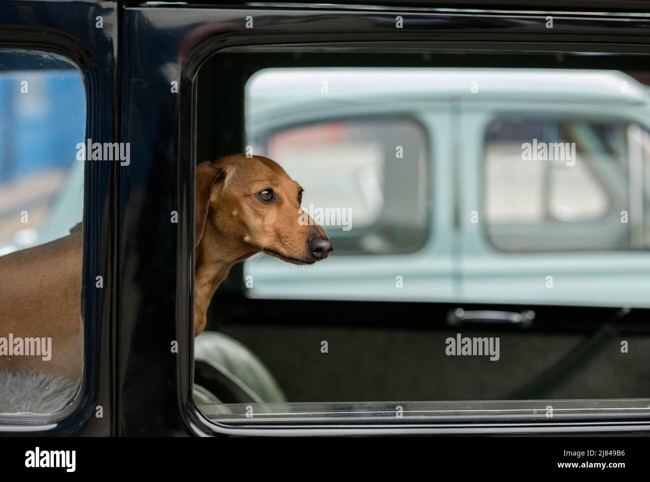 Les membres du club automobile d'Austin avant la guerre 7 et leur animal de compagnie dachshunds participant à la tournée « Century of Sevens Celebration » autour des Dales du Derbyshire. Banque D'Images