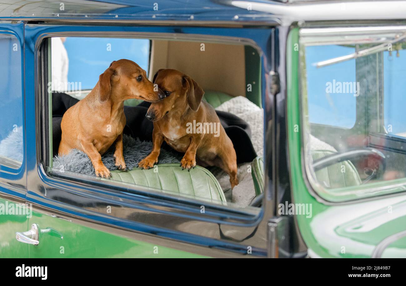 Les membres du club automobile d'Austin avant la guerre 7 et leur animal de compagnie dachshunds participant à la tournée « Century of Sevens Celebration » autour des Dales du Derbyshire. Banque D'Images