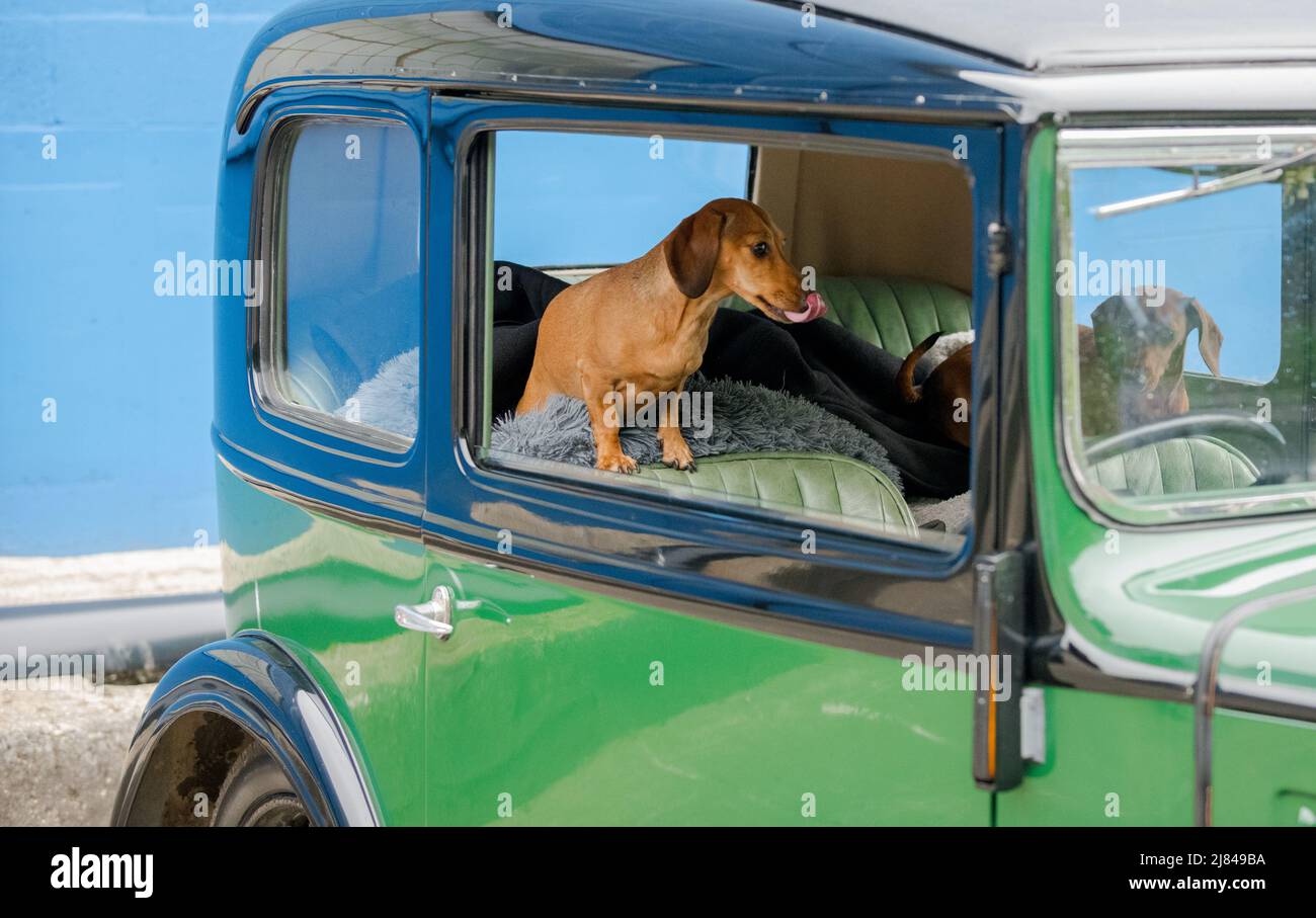 Les membres du club automobile d'Austin avant la guerre 7 et leur animal de compagnie dachshunds participant à la tournée « Century of Sevens Celebration » autour des Dales du Derbyshire. Banque D'Images