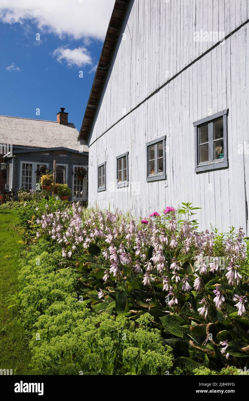 Vieux vers 1913 grange en bois gris et floraison Hosta - Plaintain Lily plants en bordure dans l'arrière-cour paysagée en été. Banque D'Images