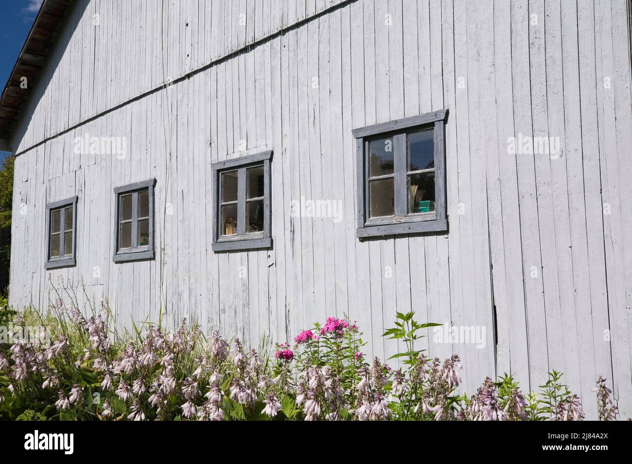 Vieux vers 1913 grange en bois gris et floraison Hosta - Plaintain Lily plants en bordure dans l'arrière-cour paysagée en été. Banque D'Images