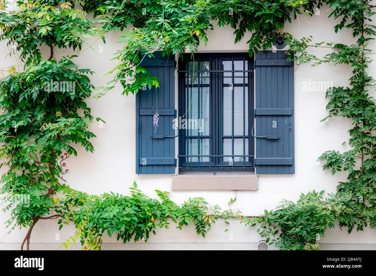 Des vignes vertes entourent une fenêtre et des volets à Montmartre, Paris, France Banque D'Images