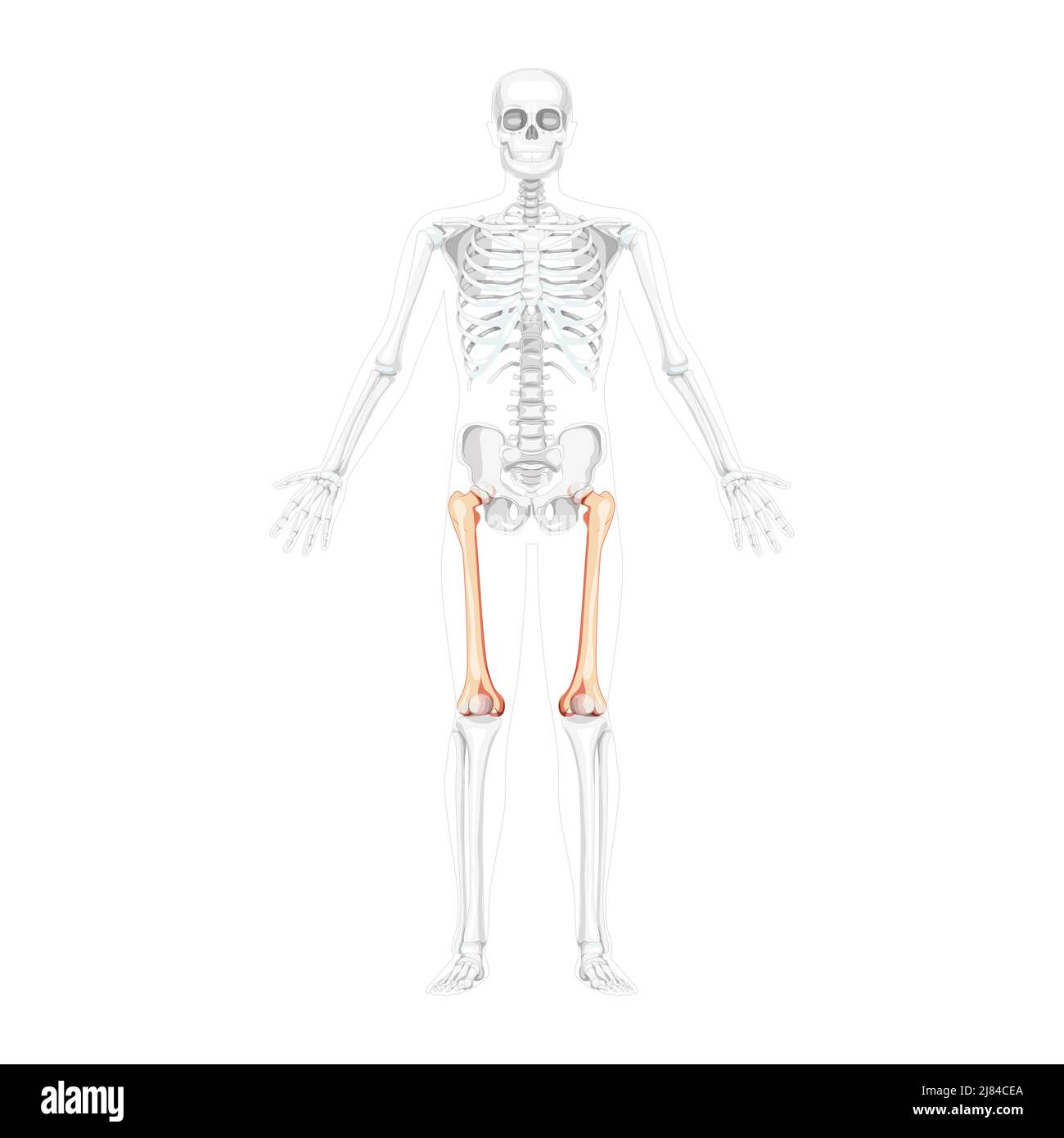 Squelette fémur os de la cuisse vue de face humaine avec deux bras poses avec une position des os partiellement transparente. Concept réaliste de couleur naturelle plate Illustration vectorielle de l'anatomie isolée sur fond blanc Illustration de Vecteur