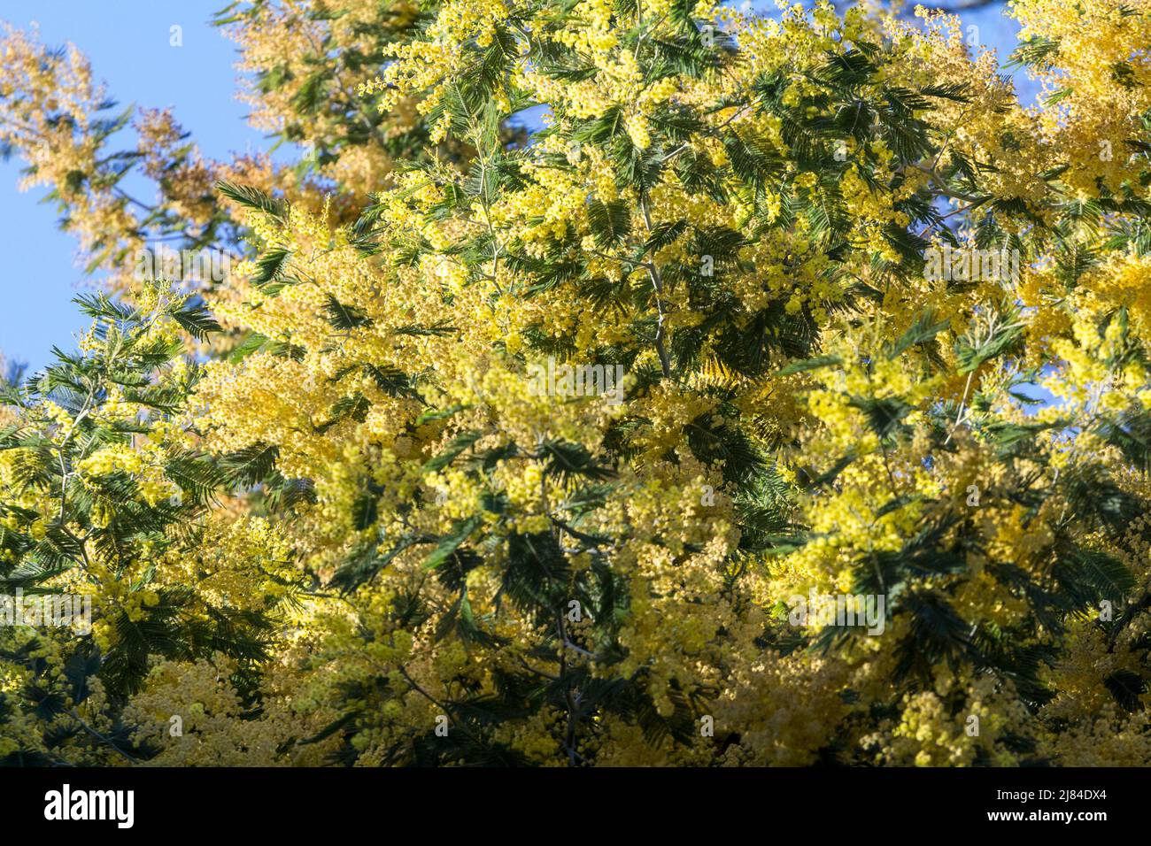 Photo de mimosa jaune, ou acacia delabata, sur un arbre avec un gros plan. Acacia dealbata, l'arroche argentée, l'arroche bleue ou mimosa, est une espèce de flo Banque D'Images