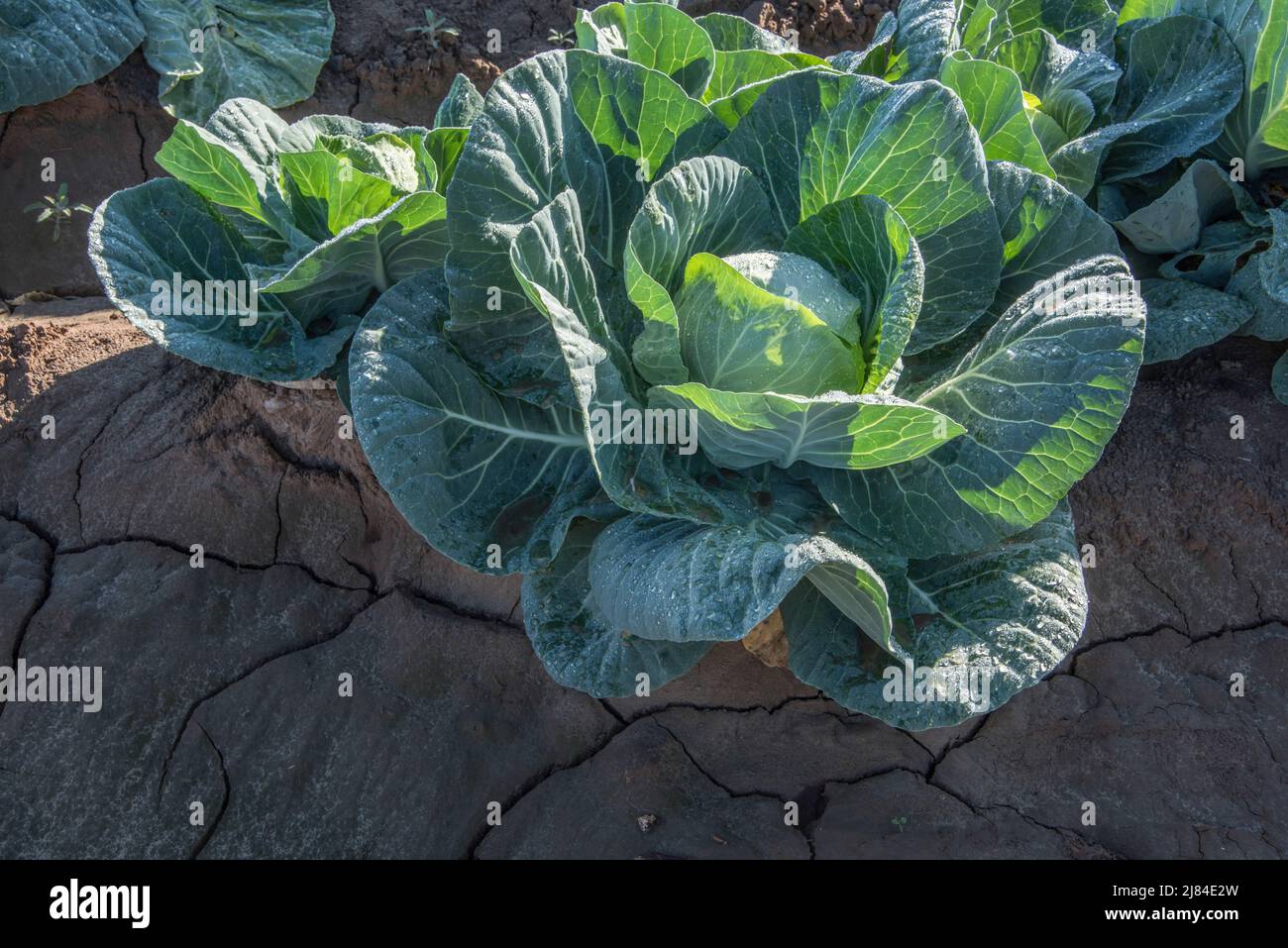 Les rangées et les rangées de choux sont prêtes pour la récolte à Yuma, Arizona, États-Unis. Banque D'Images