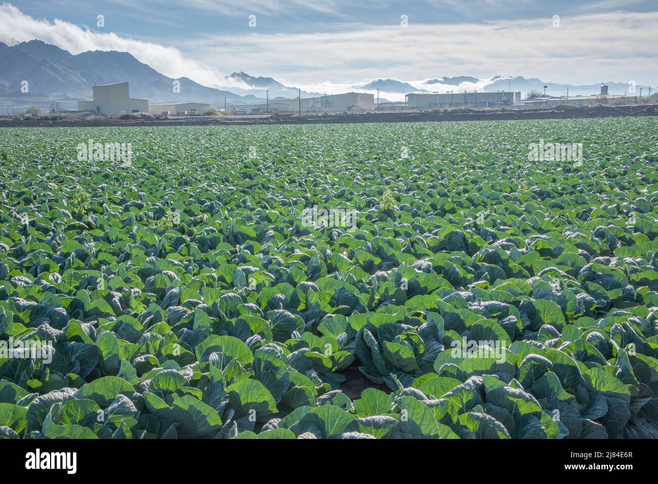 Les rangées et les rangées de choux sont prêtes pour la récolte à Yuma, Arizona, États-Unis. Banque D'Images