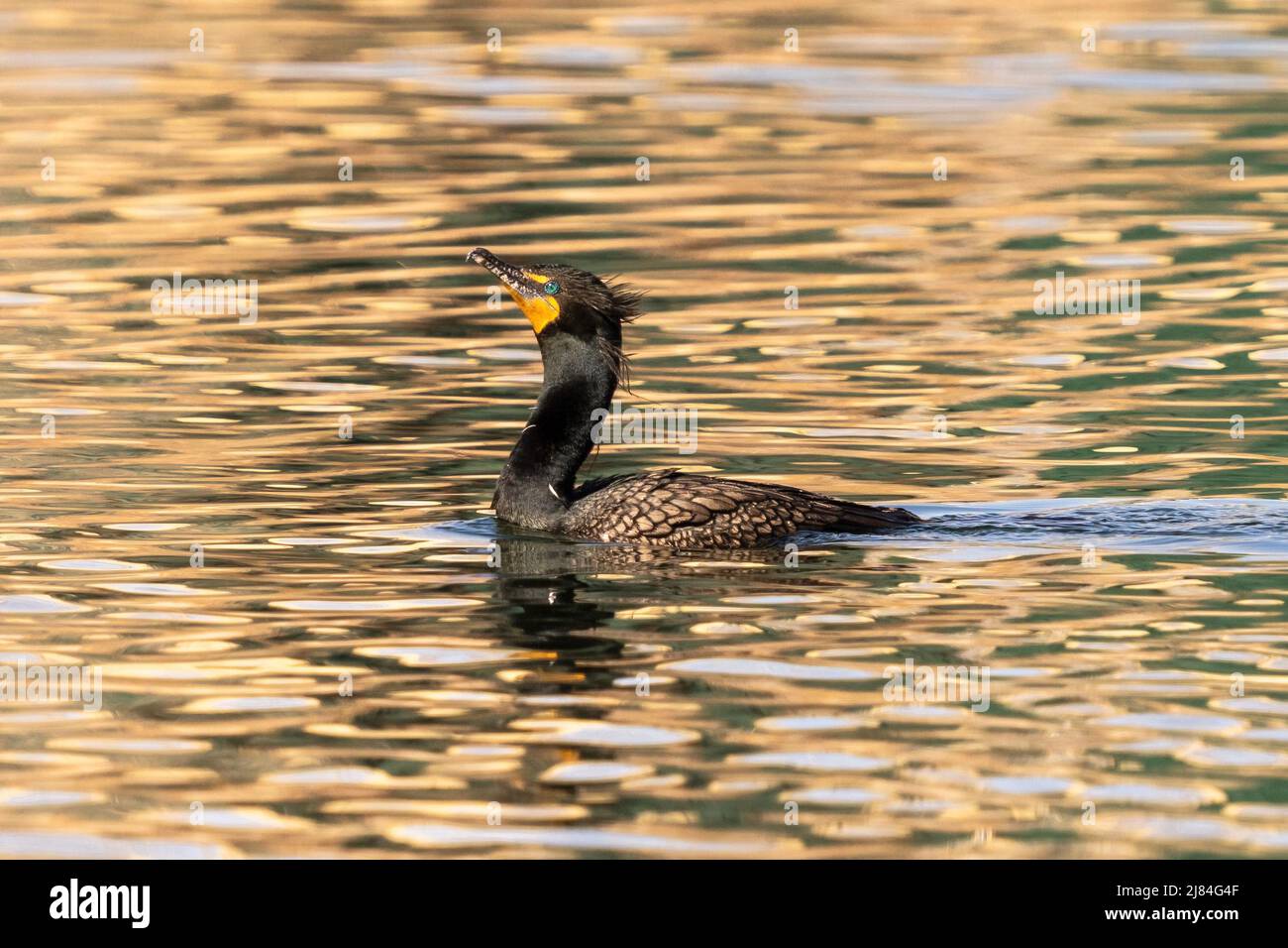 Un Cormorant à double crête avec plumes de tête coulées pendant la saison de reproduction dans un lac à motifs dorés et verts. Banque D'Images