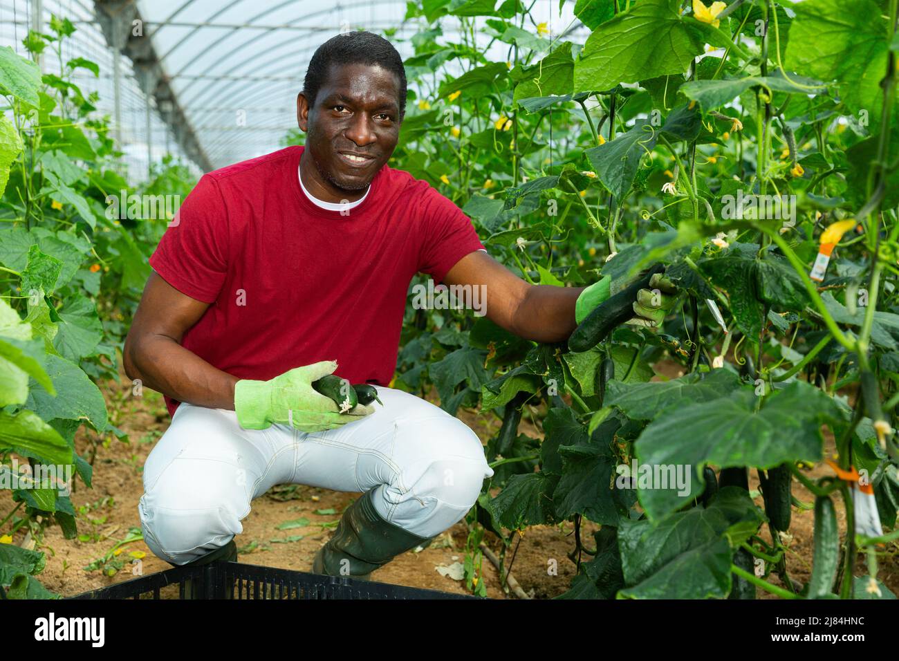 Souriant fermier afro-américain récolte des concombres Banque D'Images