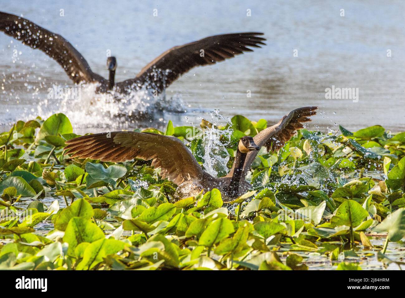 Les oies et bernaches canadiennes, Branta canadensis, font un plongeon dans des coussins de nénuphars dans des terres humides près de Culver, dans l'Indiana Banque D'Images