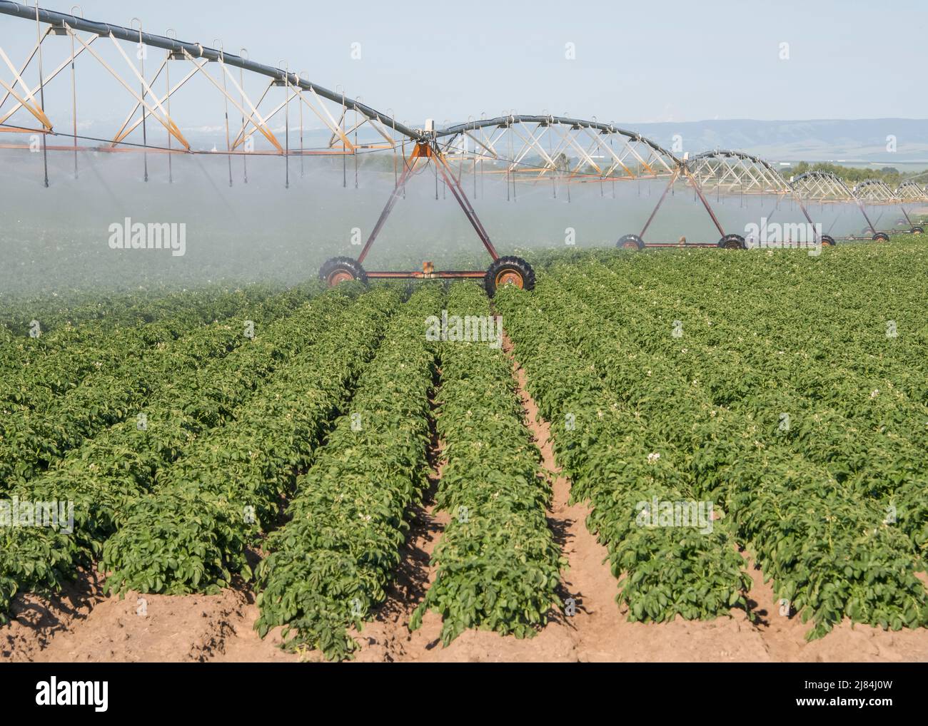 Champs de pommes de terre sous irrigation pivotante, arrosé d'en haut, St Anthony, Idaho, Etats-Unis Banque D'Images