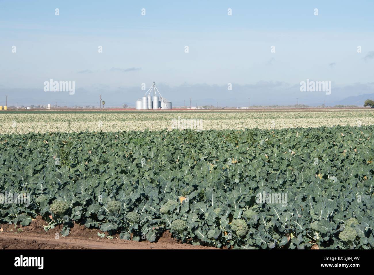 Les légumes mûrs sont prêts à être récoltés ou récoltés, Yuma, Arizona, États-Unis Banque D'Images
