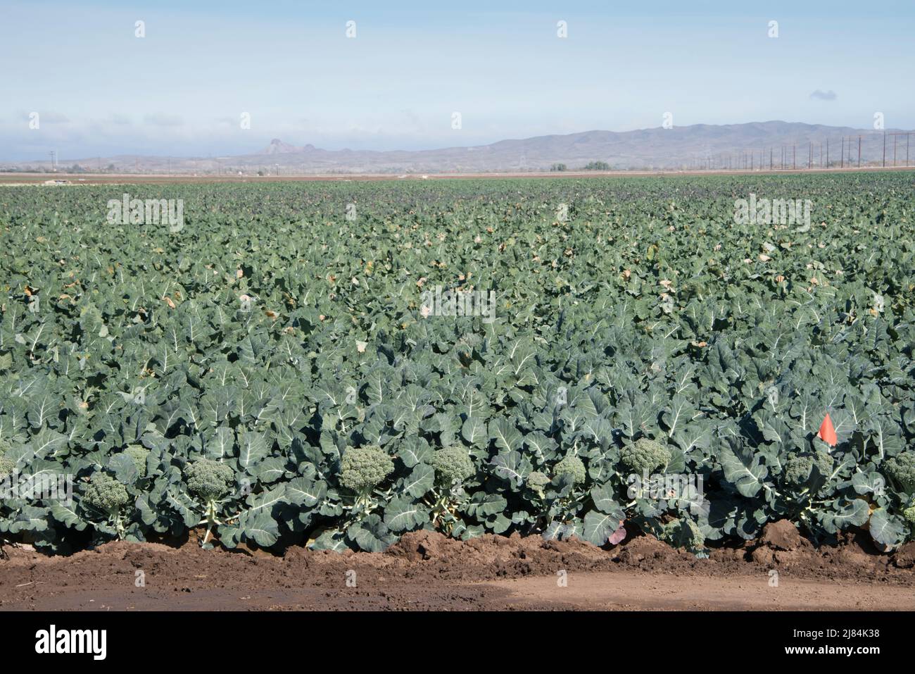 Les légumes mûrs sont prêts à être récoltés ou récoltés, Yuma, Arizona, États-Unis Banque D'Images