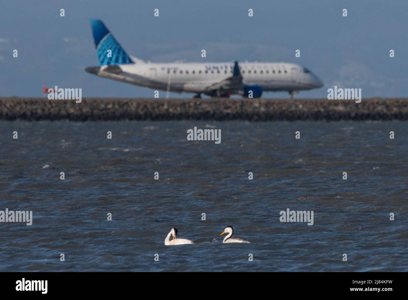 Une paire de grebes occidentaux (Aechmophorus occidentalis) dans l'habitat côtier près de l'aéroport international de San Francisco - un avion passe derrière. Banque D'Images