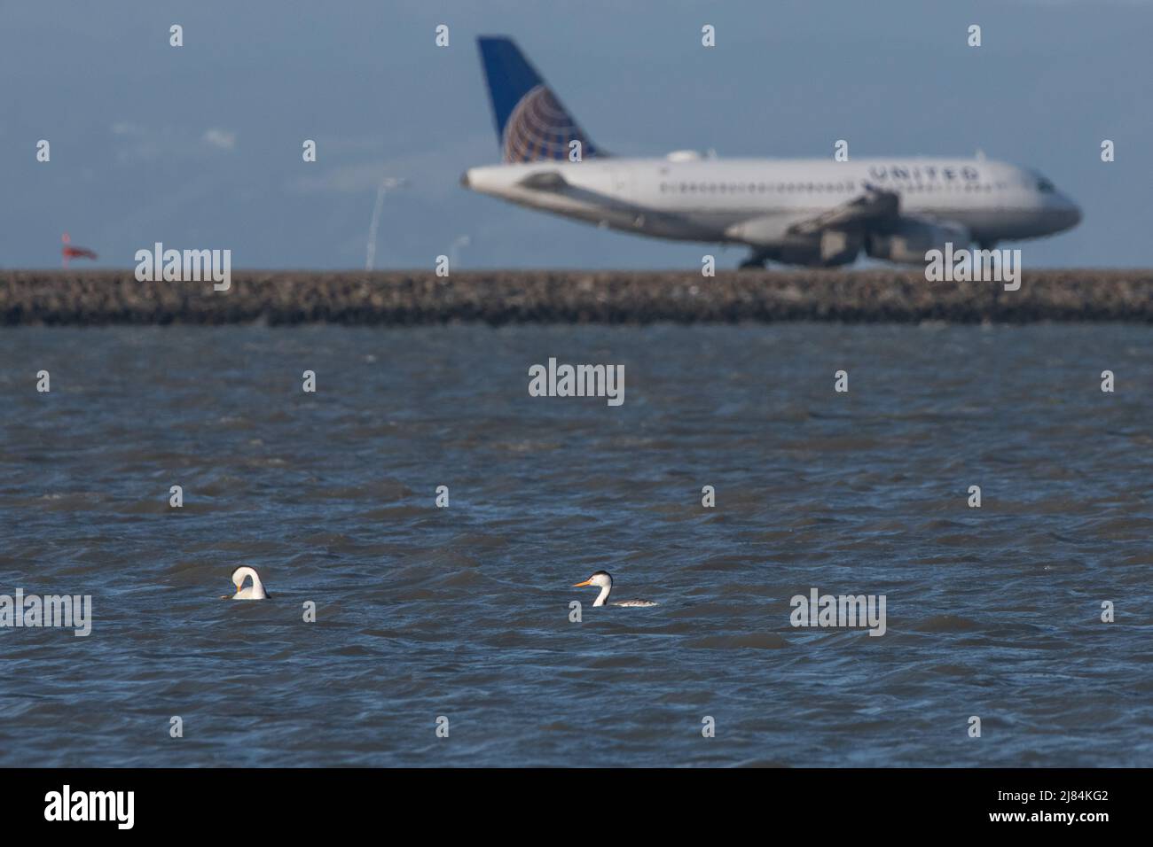 Une paire de grebes occidentaux (Aechmophorus occidentalis) dans l'habitat côtier près de l'aéroport international de San Francisco - un avion passe derrière. Banque D'Images