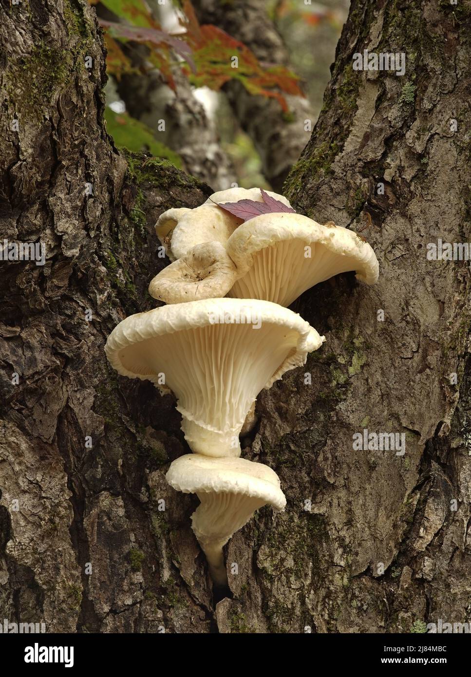 Le champignon de rames est ainsi nommé en raison de sa tendance à se développer sur les traverses de chemin de fer. Banque D'Images